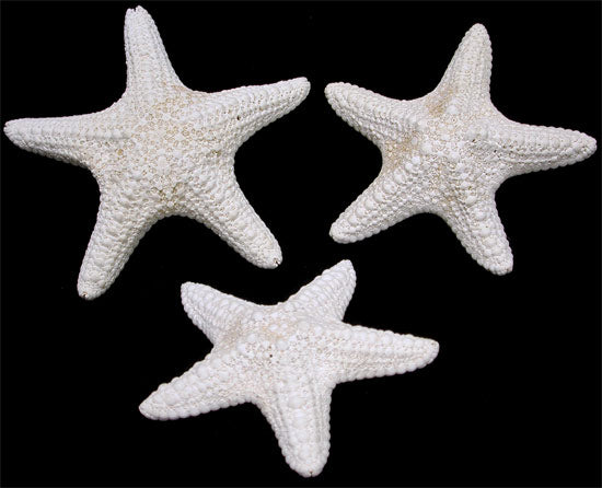 White Jungle Starfish - Bleached or Painted- (1 - 2 inch) Pentaceraster mammillatus