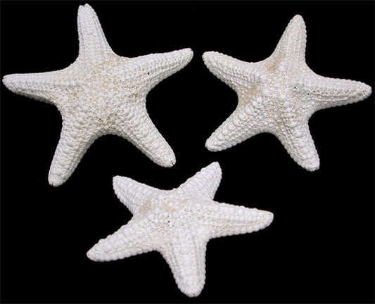 White Jungle Starfish - Bleached or Painted- (1 - 2 inch) Pentaceraster mammillatus