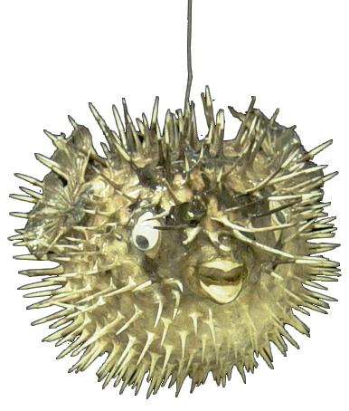 Porcupine Fish - 3 - 4.7 inches - Taxidermy