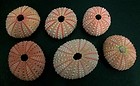 Pink Sea Urchins 1.5 - 2 inch - Strongylocentrotus Purpuratus - Philippines