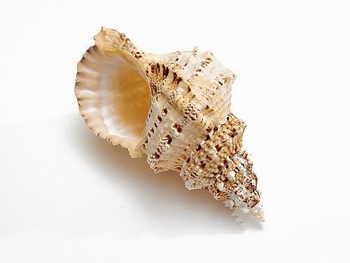 Frog Conch Hermit Crab Shells - Bursa Bobo 10"