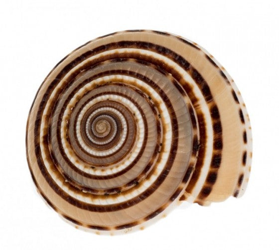 Sundial Shells - Architestonica Perspectiva - 1 - 2 inches - Philippines