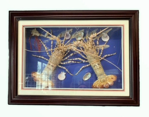 Two PAINTED SPINY LOBSTERS IN FRAME - 60 x 48 cm