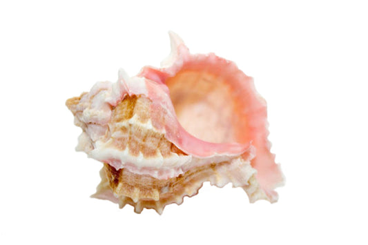 Pink Murex Seashell - Phyllonotus erythrostomus - 3 - 3.5 inches - Mexico