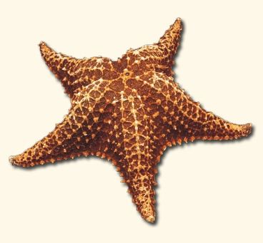 Bahama Starfish - Oreaster Reticulat (6 - 8 inches)