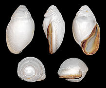 Judisear Cassidula - 2.5 - 3  inches