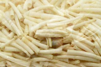 PK/100 - White Dentalium Weinkauffi Smooth Tusk shell - 1 - 2 inch -