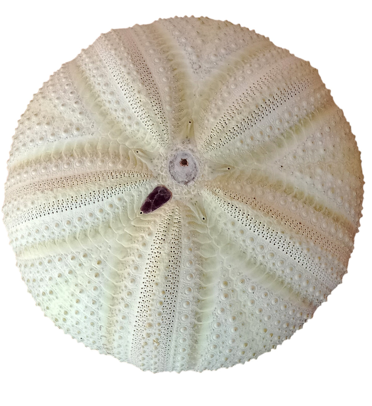 Large Red Urchin Bleached White - 5 Inches - Philippines - NEW723
