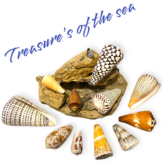Treasures of the Sea - Shell Collections - Pack of 13 Assorted Specimens of Conus Cone Seashells - NEW425