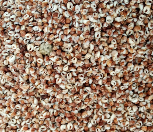 Pink Casis Craft Shells .25 inch - 1 KG - Philippines - NEW723