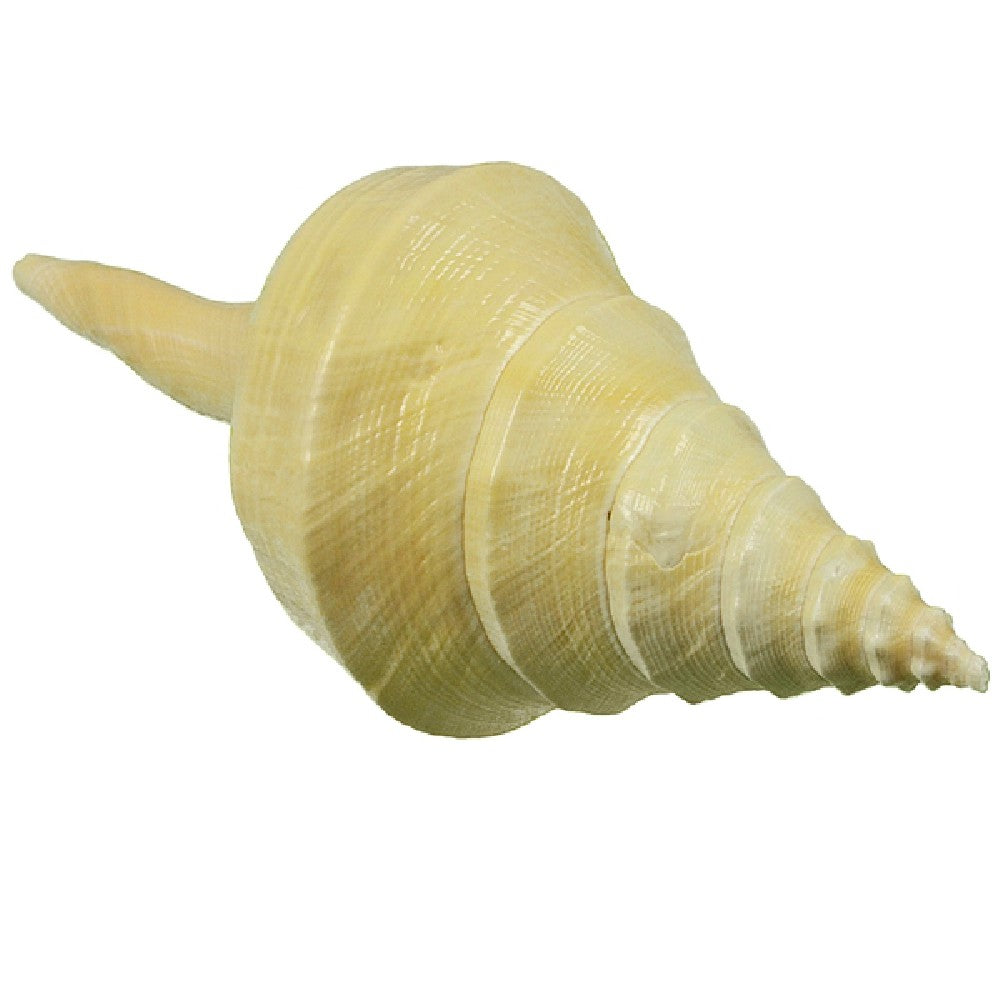 Syrinx Aruanus Shells - Price Is Per Inch - 15 - 17 inches Available ...