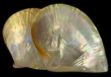Polished MOP Shells - 5  inches - Golden-lipped Pearl Oyster (𝘗𝘪𝘯𝘤𝘵𝘢𝘥𝘢 𝘮𝘢𝘹𝘪𝘮𝘢)