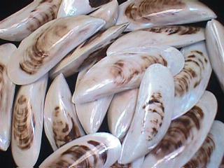 Polished Brown Mussel Pairs - 5 inches - PERNA VARIDIS - Thailand
