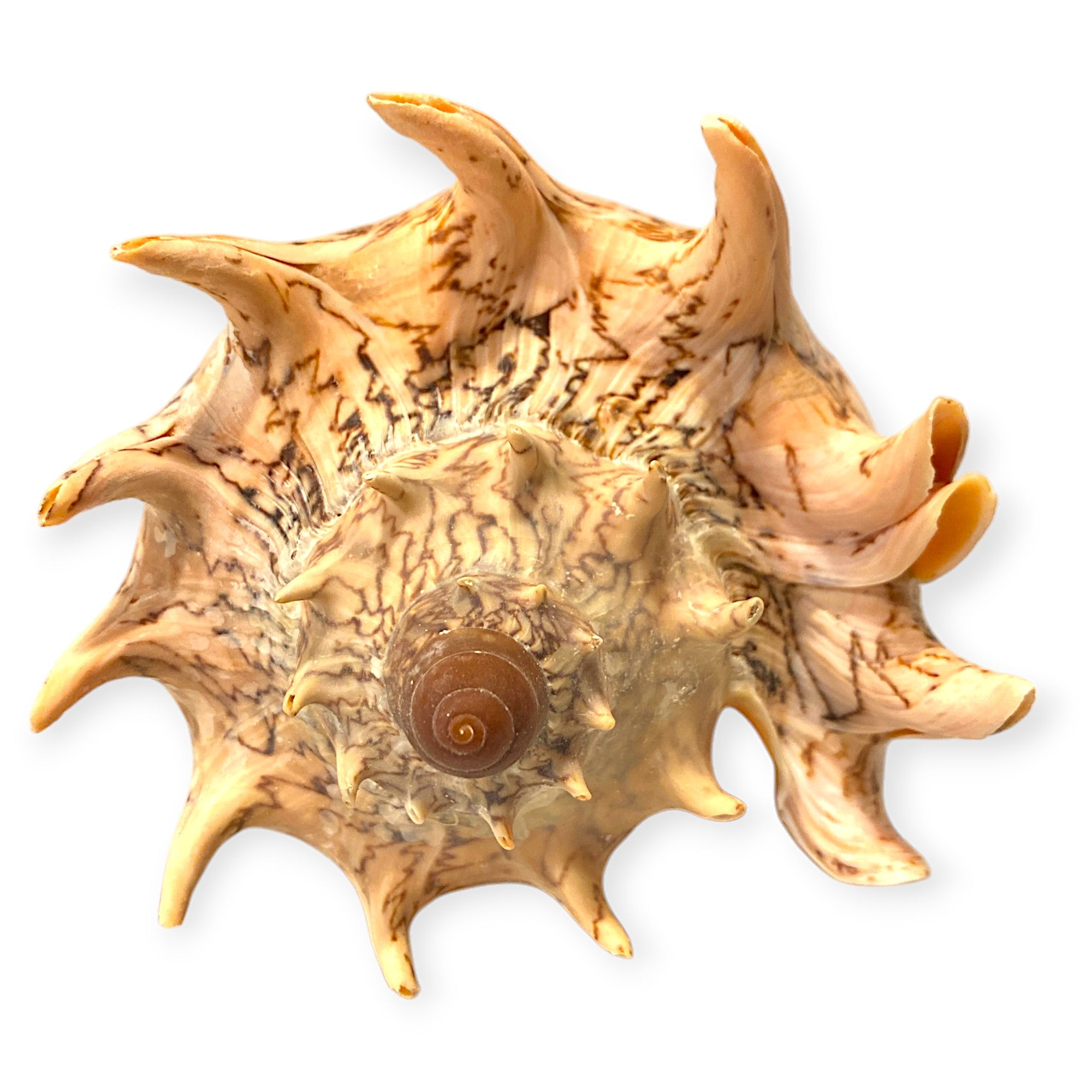 Voluta Imperialis Shells - 7 - 8 inches - Philippines – Tropitek-Wholesale