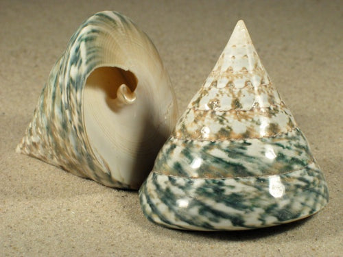 Polished Green Troca