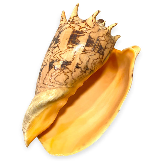 Voluta Imperialis Shells - 8 - 9 inches - Philippines