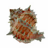 Pink Murex - 2.5 - 3 inches