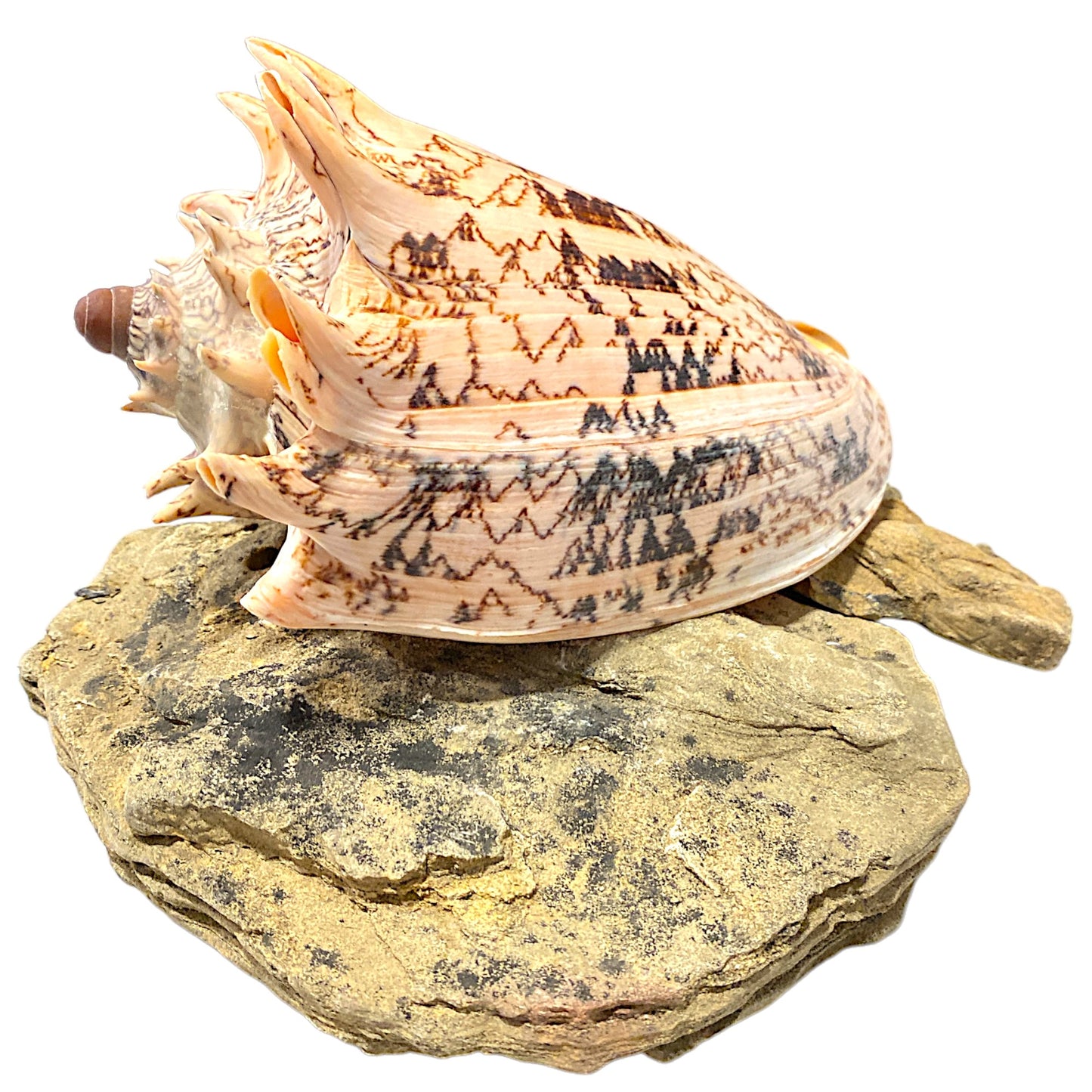 Voluta Imperialis Seashell - 5 - 6 inches - Philippines