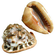 RED CAMEO Seashell - CASSIS RUFA - 5 inch - Philippines