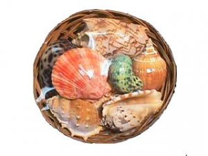 FRUITS OF THE SEA BASKET 8 inch - PREMIUM SHELLS