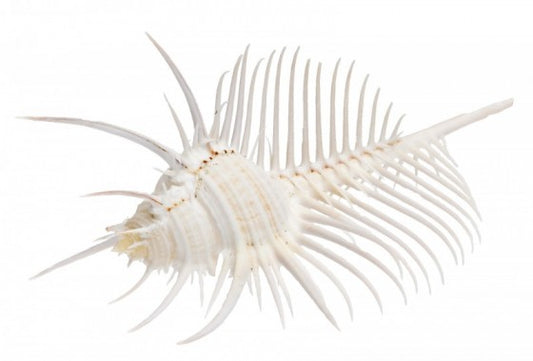 Venus Comb Murex - Murex Pecten - 3 - 4 inches - From the Philippines