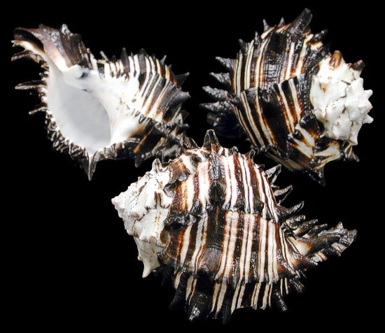 Black Murex - MUREX NIGRITUS - 5 inches - Mexico