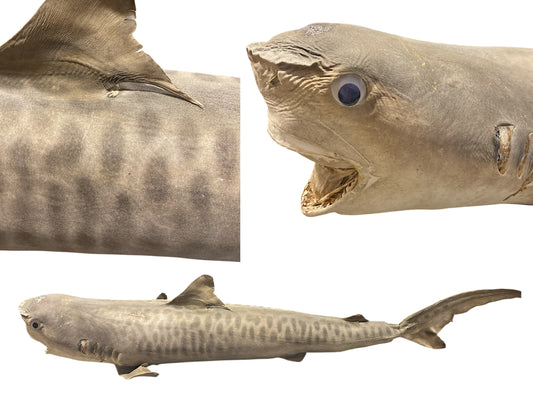 Tiger Shark - 54 - 56 inches - Philippines