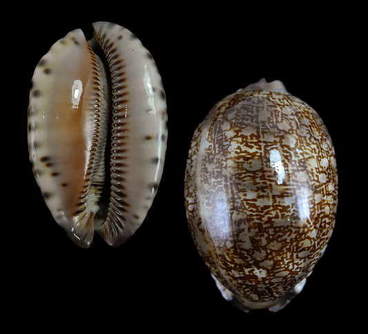 Cypraea Arabica - Mauritia Arabica - Cowry - Cowries - 1 - 2 Inches