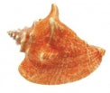 Pink Conch - Strombus Gigas - 6 - 7 inches - From Haiti