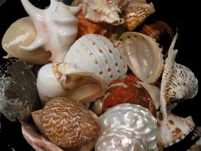 50 Piece SHELL ASSORTMENT @ $5 EACH - Always in stock
