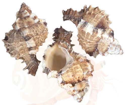 Apple Murex Hermit Crab Shells - Phyllonotus Pomum 10 Pack of various sizes