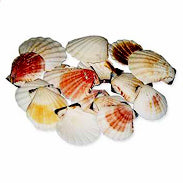 Edged Pecten Vexillum halves - Bractechlamys Vexillum - 1.75 - 2.25 inches - Philippines
