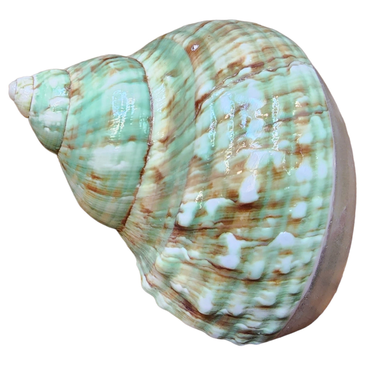 Jade Turbo - BOTTOM  Banded & Polished - TURBO IMPERIALIS - SMALL -   inch - NEW921
