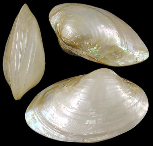 Polished Fresh Water Clam Pairs - 3 - 4 inches