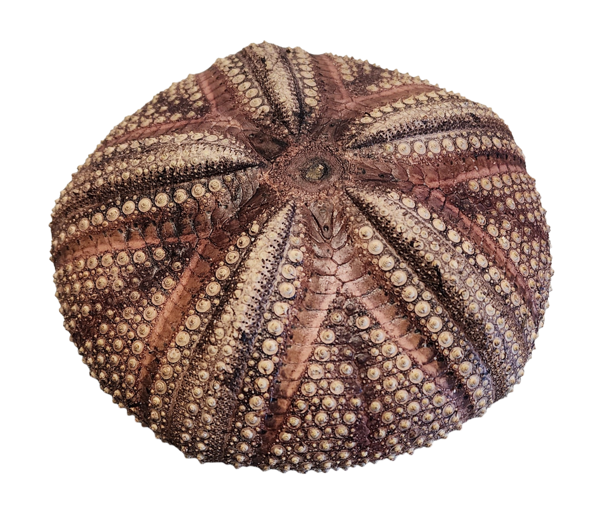 Large Red Sea Urchin - 5 Inches - Philippines