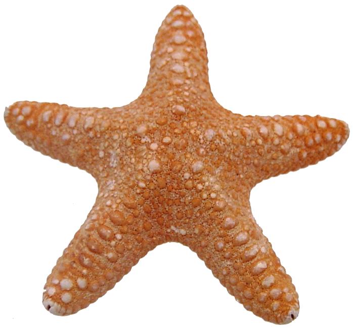 Jungle Starfish (5 - 6 inches) Pentaceraster mammillatus