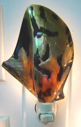 POLISHED TIGER LIP OYSTER NIGHTLIGHT