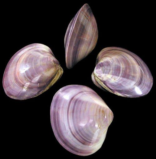 Banded White Striped Purple Clam  Pairs - 3.5 - 4 inches