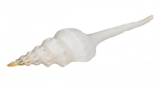 Fusinus Colus - 4 - 5.5 inches