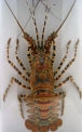 Stuffed Spiney Lobster In Display Box