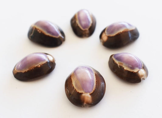 Purple Top Snakehead Cowry - Cypraea Caputserpentis - 1 inch - Cowries
