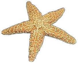 Sugar Starfish (6 - 8 inches)