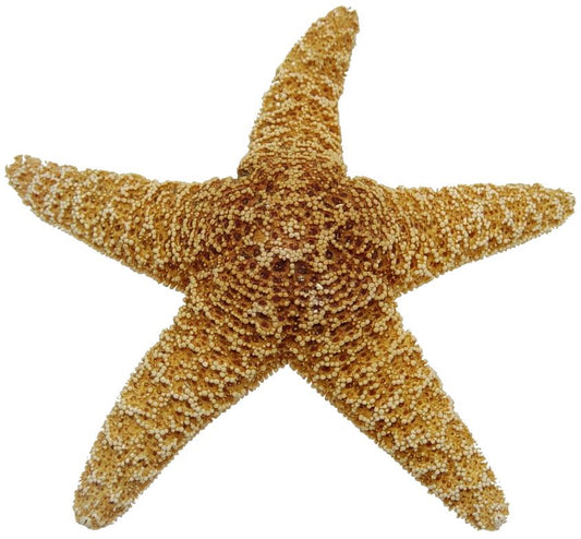Sugar Starfish (5 - 6 inches)