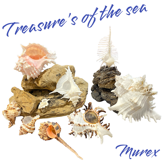 Treasures of the Sea - Shell Collections - Pack of 10 Assorted Specimens of Murex  Seashells - NEW425