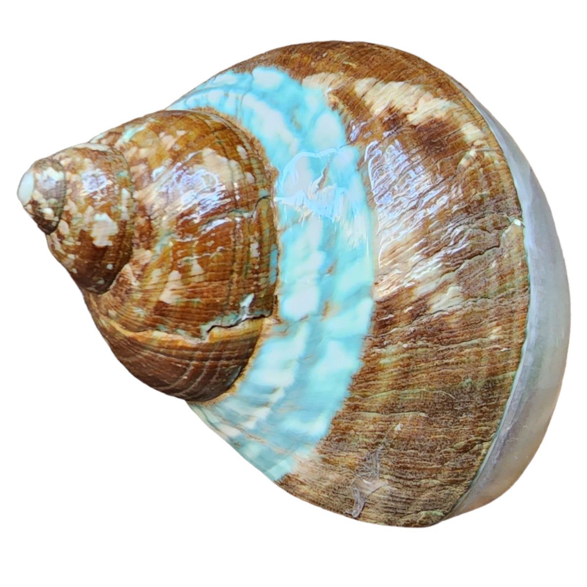 Jade Turbo - Banded, Polished/Natural - TURBO IMPERIALIS - 2.5 to 3 inch - NEW621