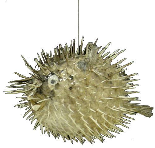 Porcupine Fish - 17 - 18 inches  - Taxidermy