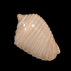 Banded Voluta Nobilis - 5 + inches - Carved in the Philippines