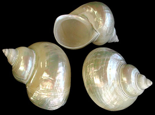 Pearlized Giant Green Turbo - 5 inches - Philippines