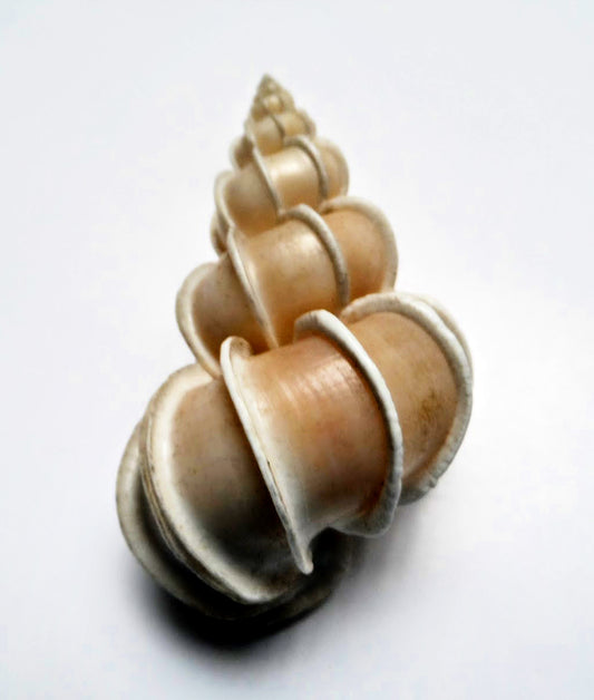 Precious Wentletrap - Epitonium Scalare