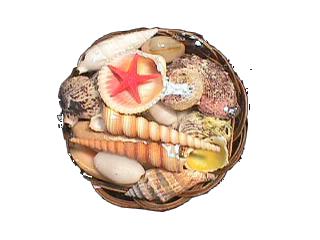 BASKET PACK OF SHELLS - 4 inch - ROUND - Product of the Philippines
